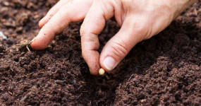 seed, soy, hand, garden, fingers, soil, soya, sow, black, humus, ground, outdoor, semen, course, put, background, many, front, branch, food, little, small, kitchen, green, plant, finger, give, point, points, gardening, sowing, crop, agriculture, growing, grow, home growing, row